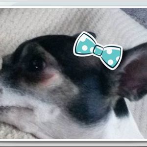 Meet your Posher, Geneva